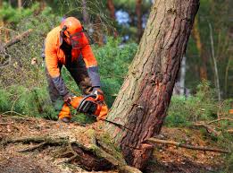 How Our Tree Care Process Works  in  Truman, MN